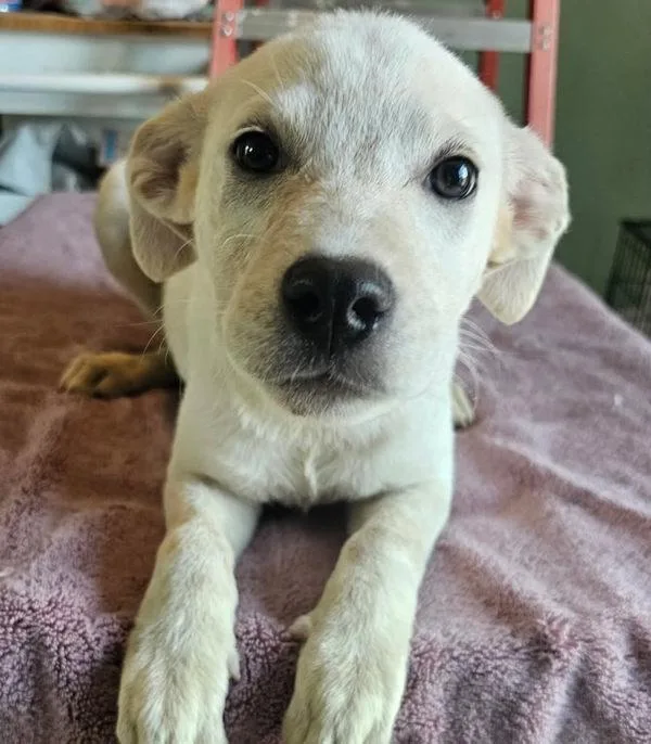 A baby medium-sized female Australian Cattle Dog / Blue Heeler dog named Cherry for adoption in Stratham, NH