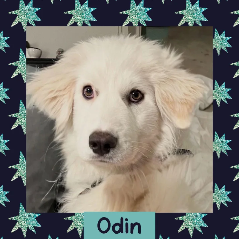 Odin thumbnail 3