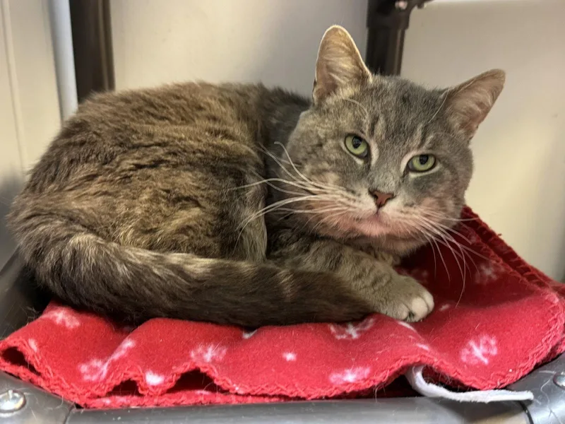 A senior medium-sized male Domestic Short Hair cat named Bootsy for adoption in Herndon, VA