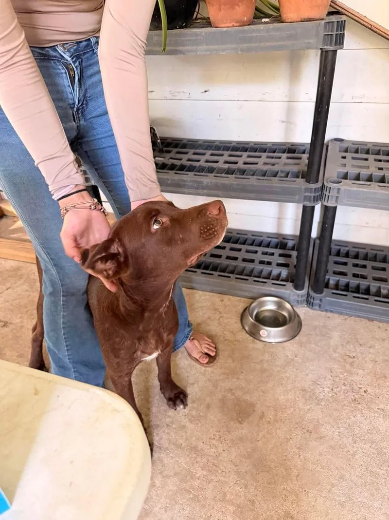 A young large-sized male Chocolate Labrador Retriever dog named Chewy for adoption in Manchester, CT