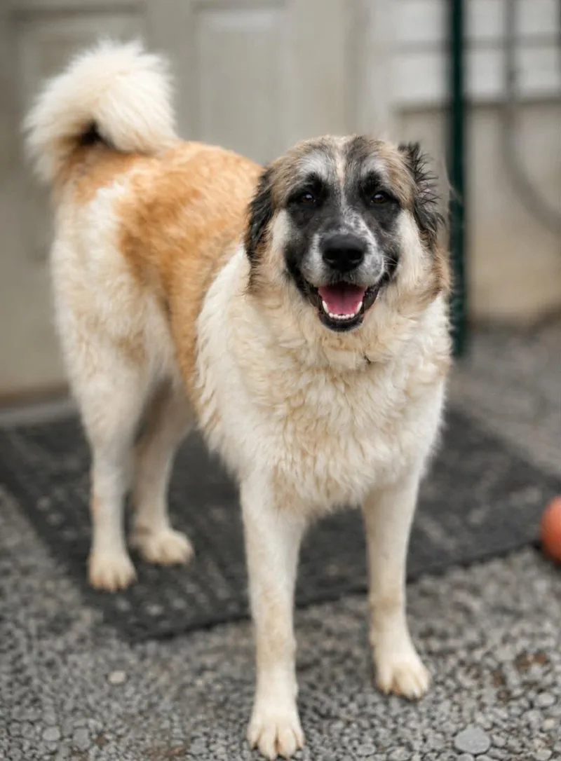 A young large-sized female Great Pyrenees dog named Shadow for adoption in Thomasville, NC
