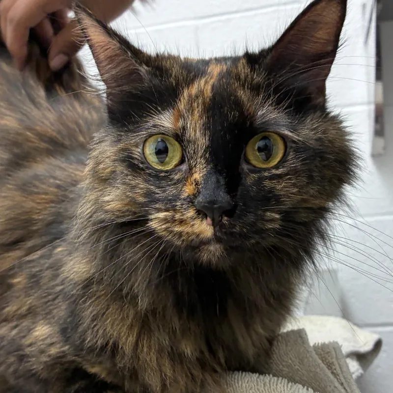 An adult large-sized female Tortoiseshell Domestic Long Hair cat named Anika for adoption in Corpus Christi, TX