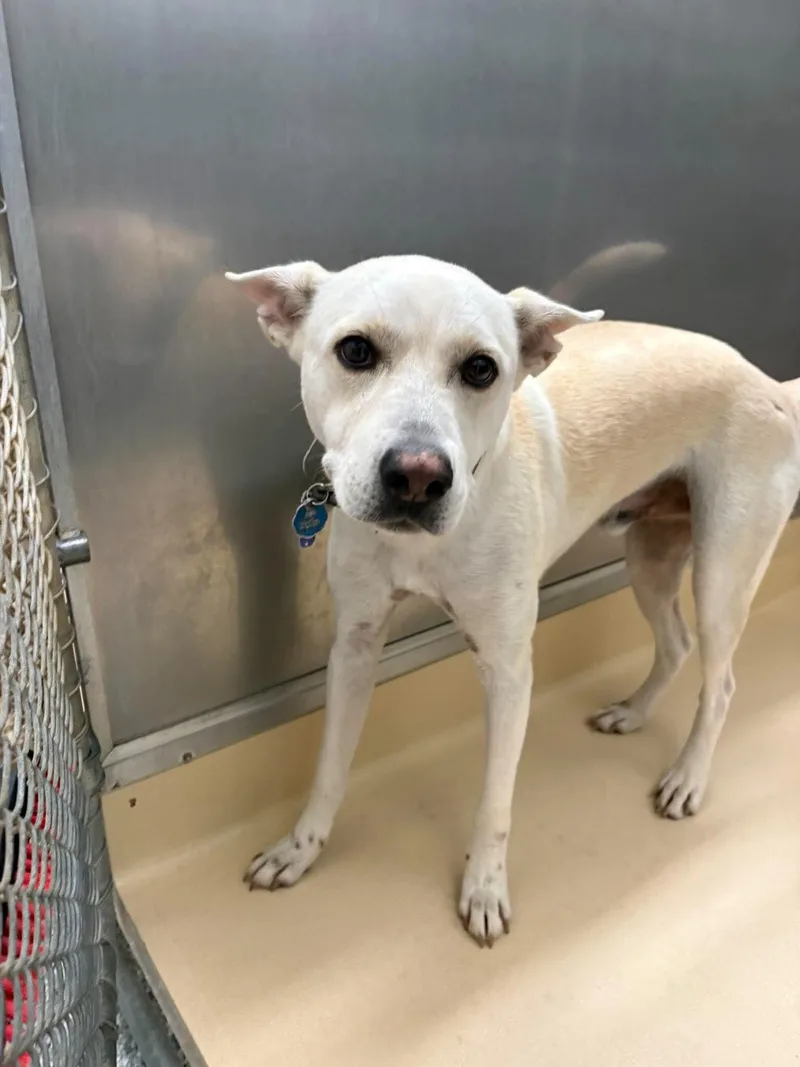 An adult medium-sized female Yellow / Tan / Blond / Fawn Yellow Labrador Retriever dog named Unknown for adoption in Burgaw, NC