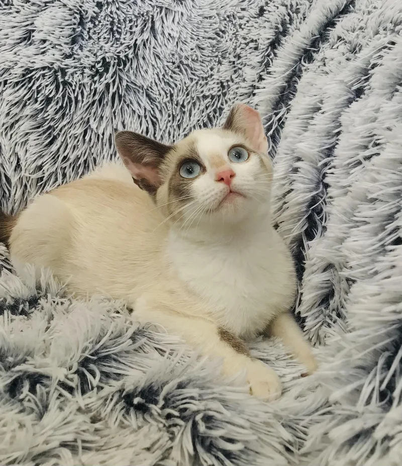 A baby small-sized male Snowshoe cat named Cannoli for adoption in Palmdale, CA