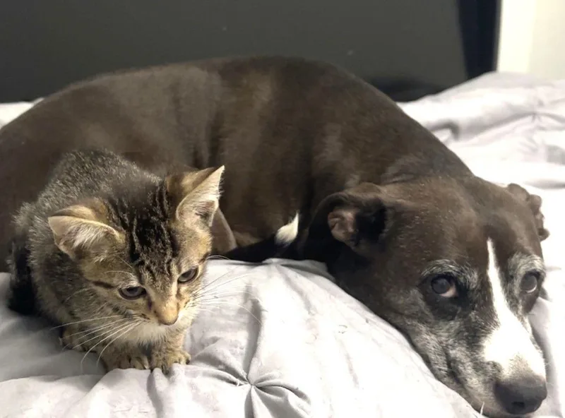 An adult medium-sized male Tabby cat named Alvin for adoption in Fort Myers, FL