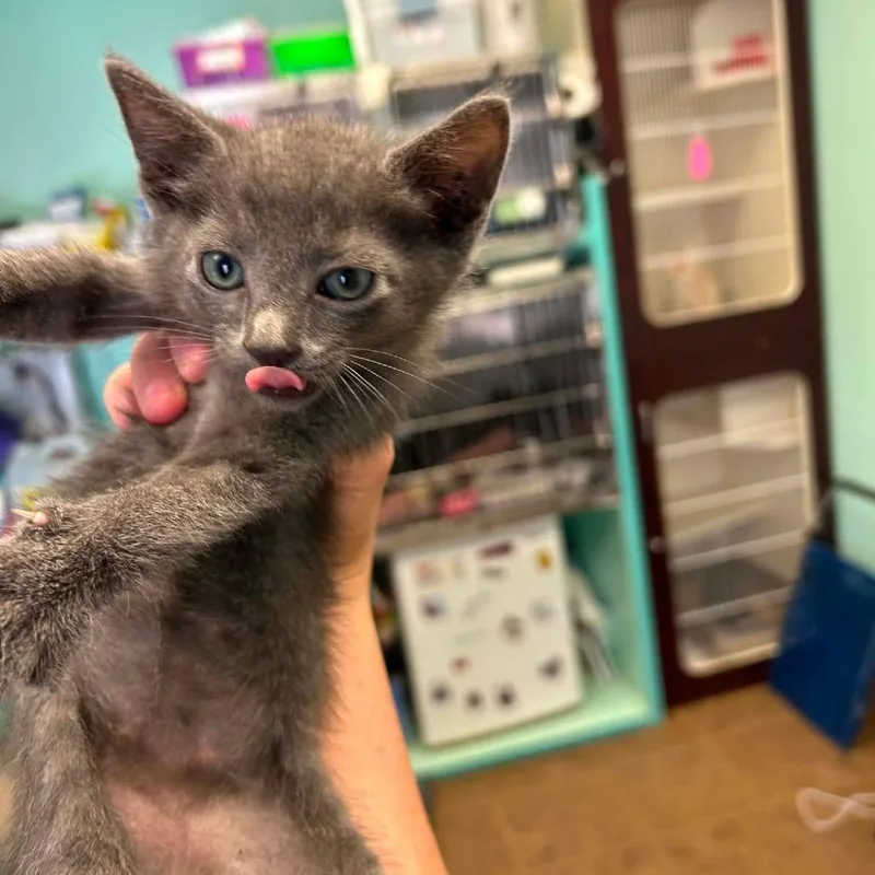 A young extra large-sized male Gray / Blue / Silver Russian Blue cat named Spruce for adoption in Madill, OK