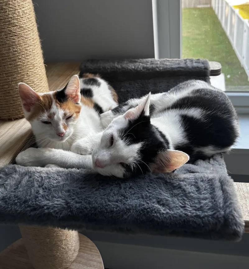 A baby large-sized male Black & White / Tuxedo Domestic Short Hair cat named Rooster for adoption in Allentown, NJ