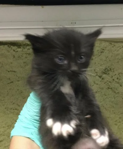 A baby small-sized female Domestic Long Hair cat named Sandra for adoption in Riverside, CA