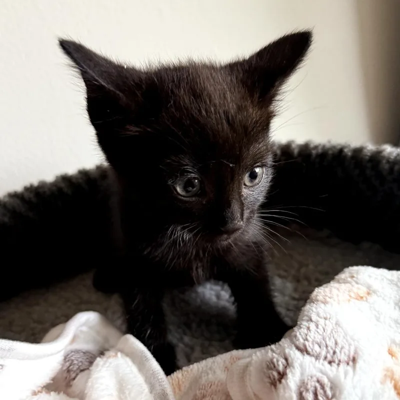 A baby small-sized female Black Domestic Short Hair cat named Luna for adoption in Long Beach, CA