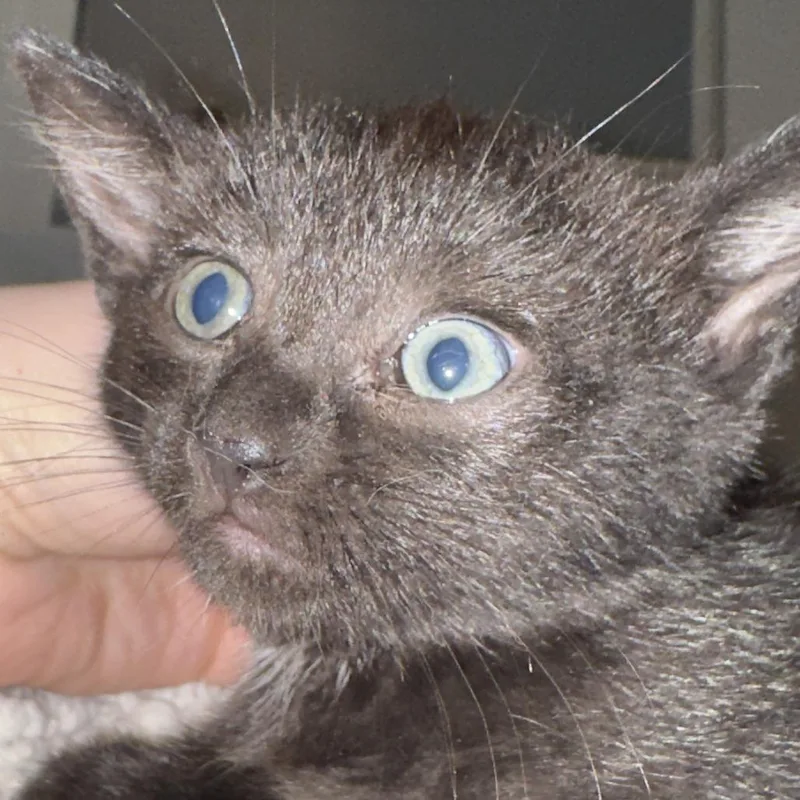 Luna thumbnail 2