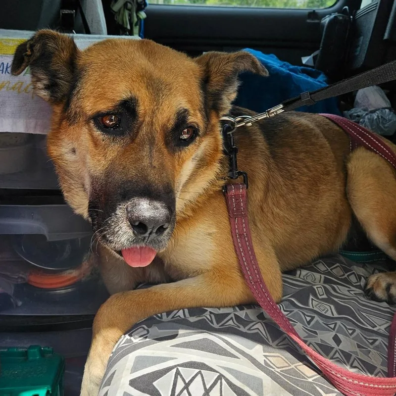 An adult medium-sized male Yellow / Tan / Blond / Fawn German Shepherd Dog dog named Razzle for adoption in Lake Jackson, TX