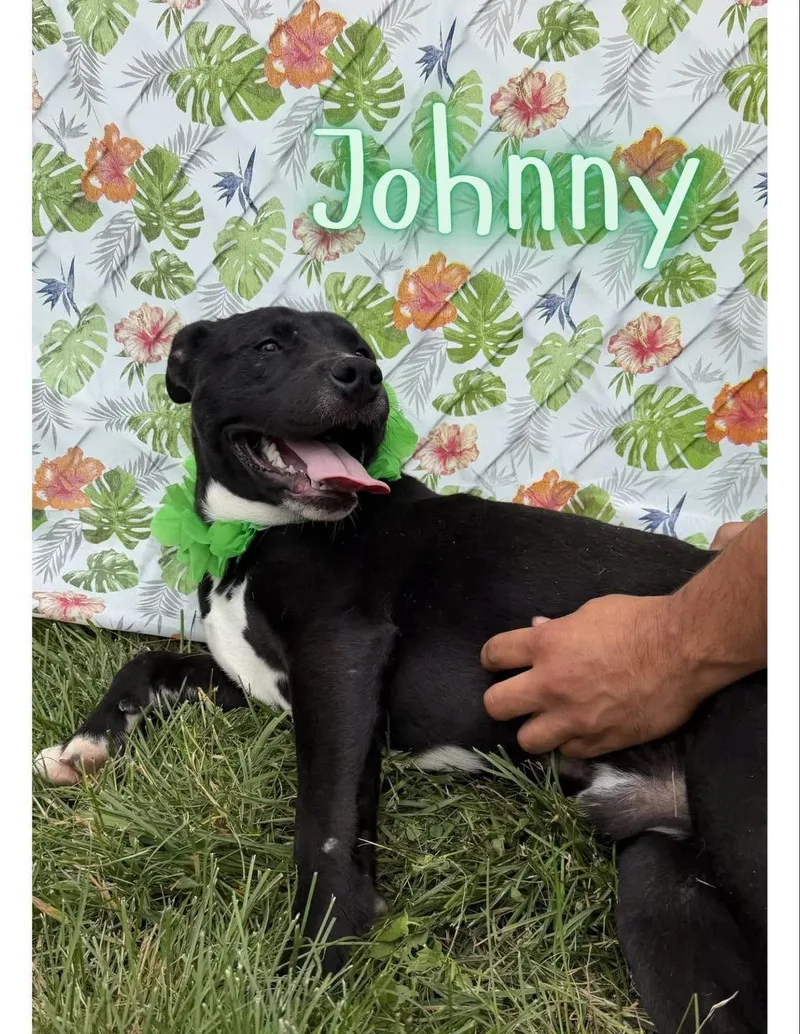 Johnny