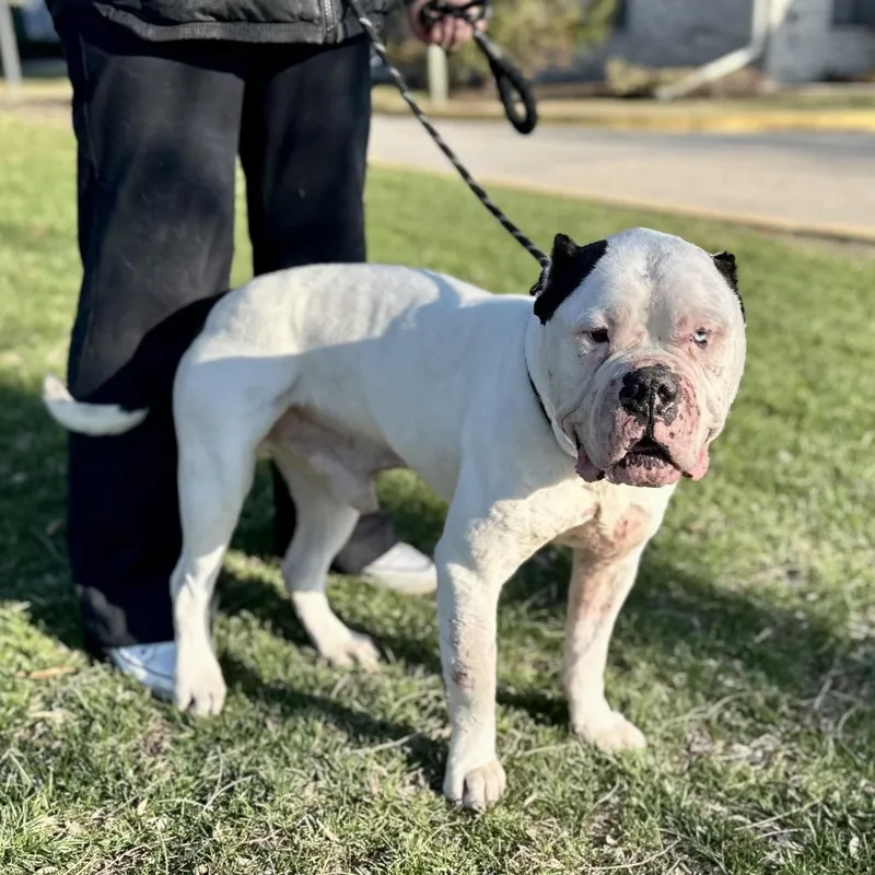 Dale ~ Coming Soon!!!