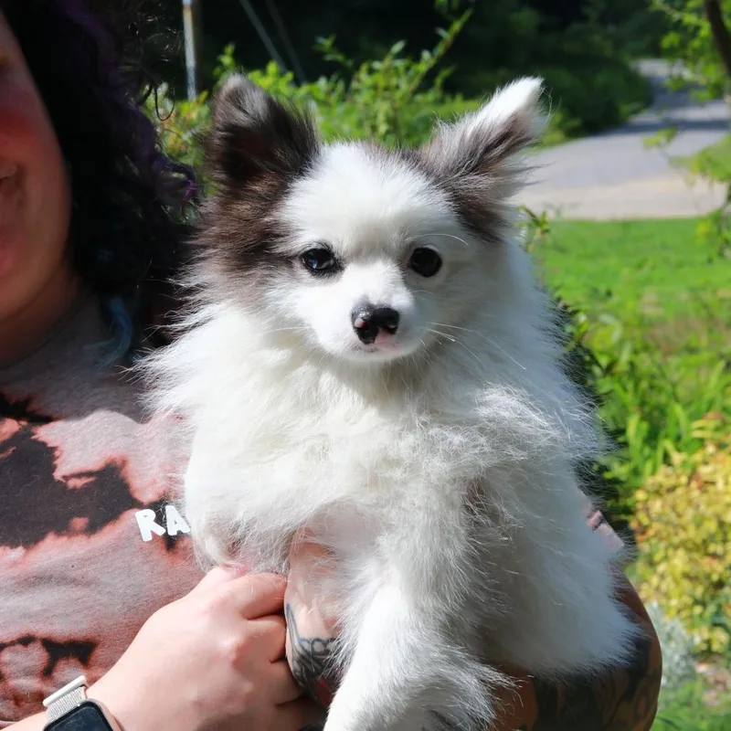 An adult small-sized male White / Cream Pomeranian dog named CT Peanut avail Jul for adoption in Eastford, CT
