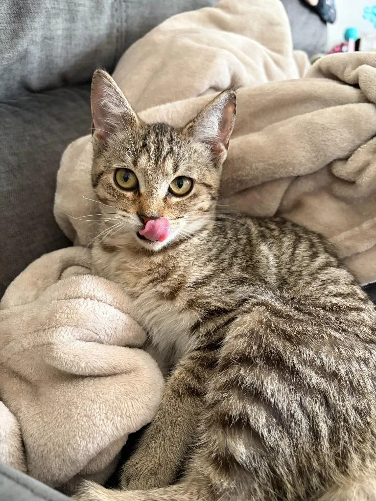 A baby medium-sized female Domestic Short Hair cat named Dolly for adoption in Wintersville, OH