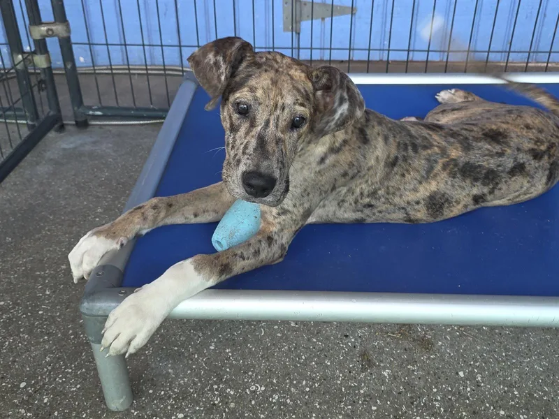 A baby extra large-sized female Great Dane dog named Mabel for adoption in Jupiter, FL