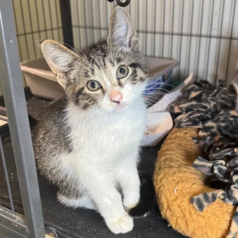 A baby medium-sized male Domestic Short Hair cat named Cad for adoption in Saginaw, MI