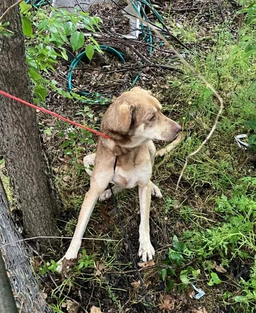 An adult large-sized female Mixed Breed dog named Stella for adoption in Dallas, TX