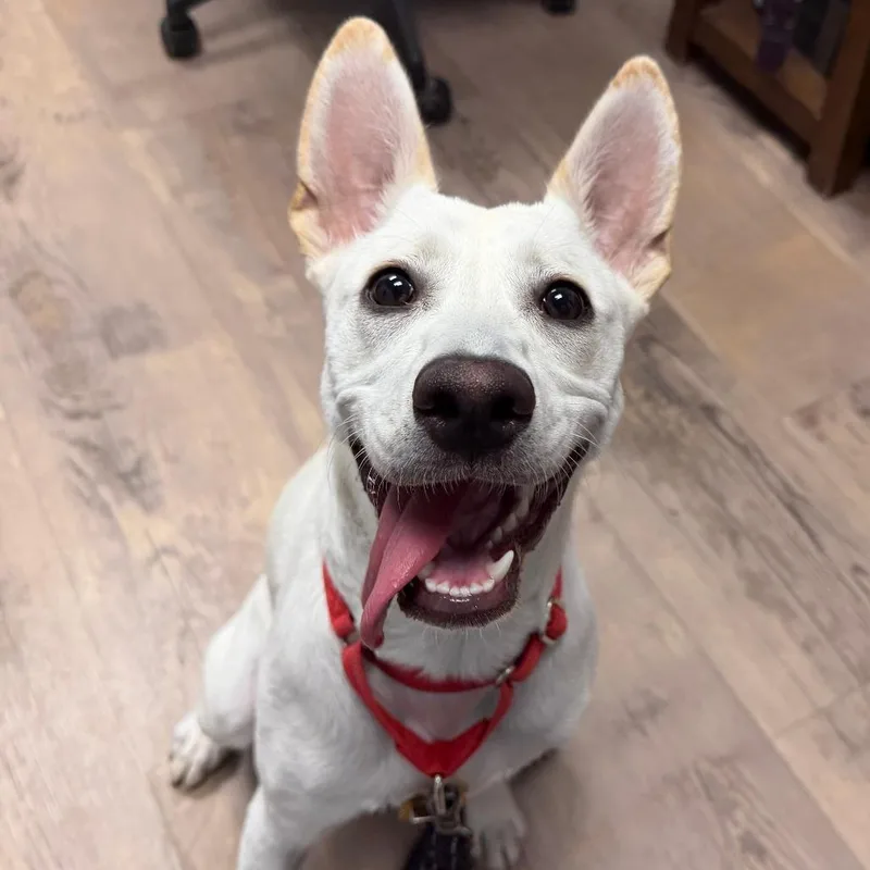 A young medium-sized female White / Cream Husky dog named Alma for adoption in Durango, CO