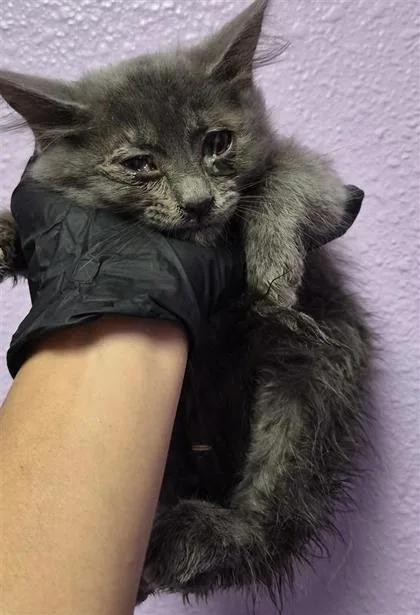 A baby small-sized female Gray / Blue / Silver Domestic Medium Hair cat named Venus for adoption in El Paso, TX