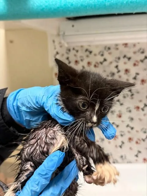A baby small-sized female Domestic Short Hair cat named Darla for adoption in Riverside, CA