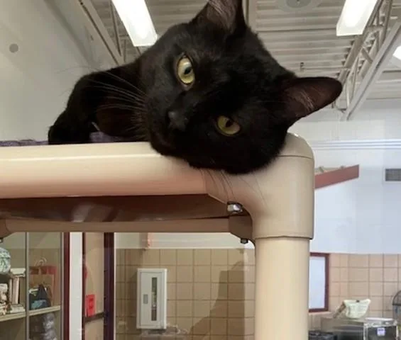 A young medium-sized male Domestic Short Hair cat named Darrel for adoption in Springfield, MA
