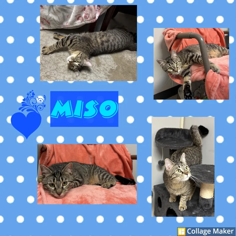 A young medium-sized male Domestic Short Hair cat named Miso for adoption in Clearfield, PA