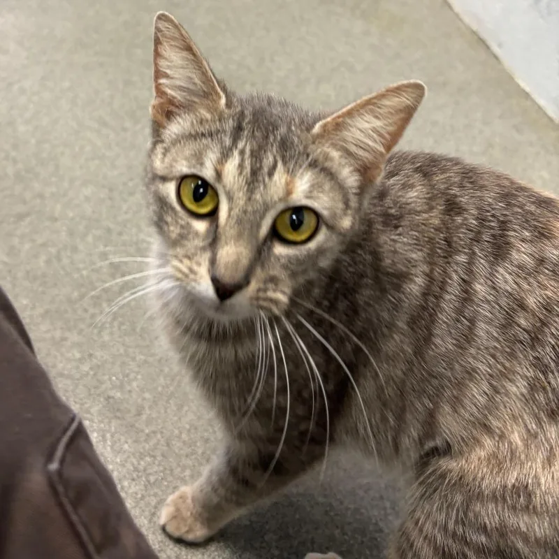 A young medium-sized female Gray / Blue / Silver Domestic Short Hair cat named Beige Drapes for adoption in Carencro, LA