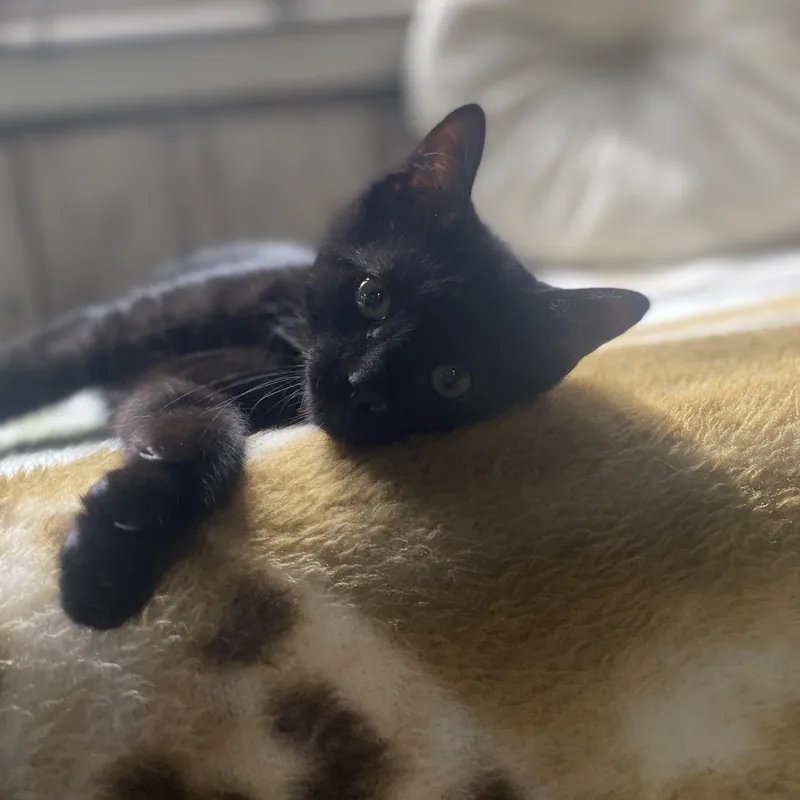 A baby small-sized male Black Domestic Short Hair cat named Gus Gus at Avon for adoption in Elyria, OH
