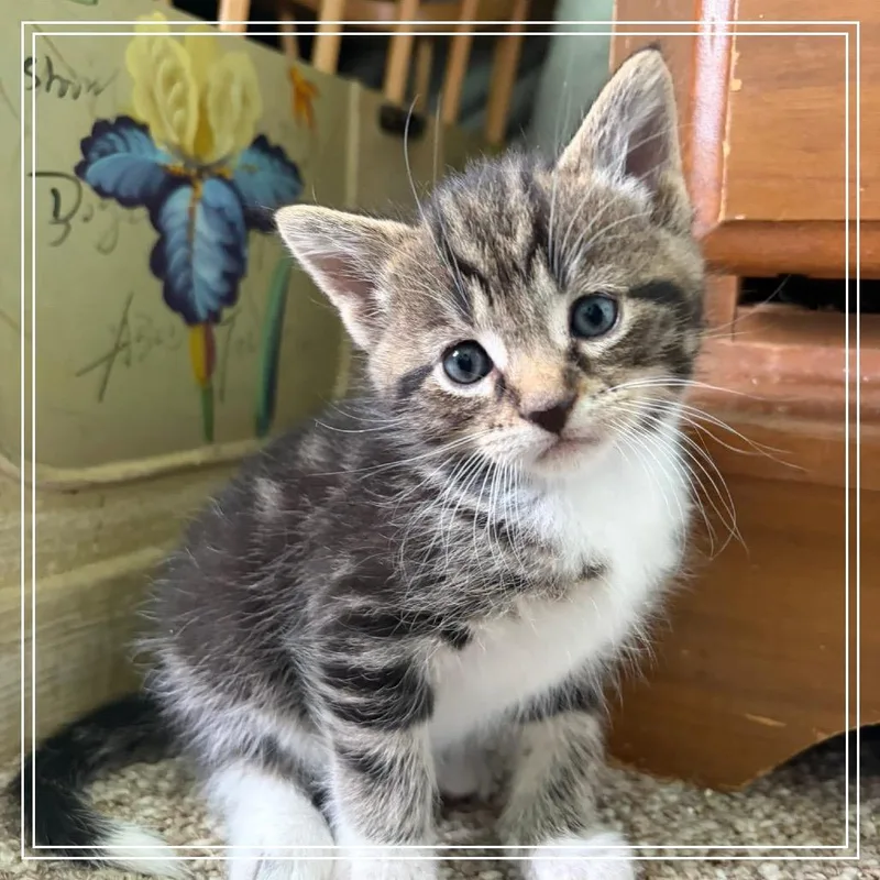 A baby small-sized male Brown / Chocolate Domestic Short Hair cat named Mousse for adoption in Monroe, MI