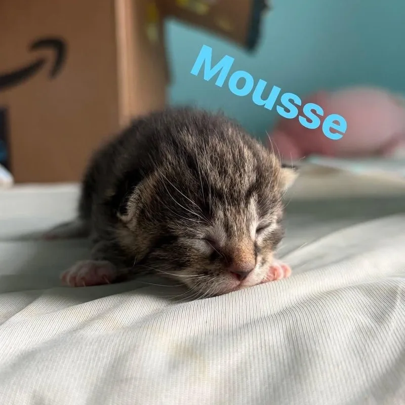 Mousse thumbnail 2