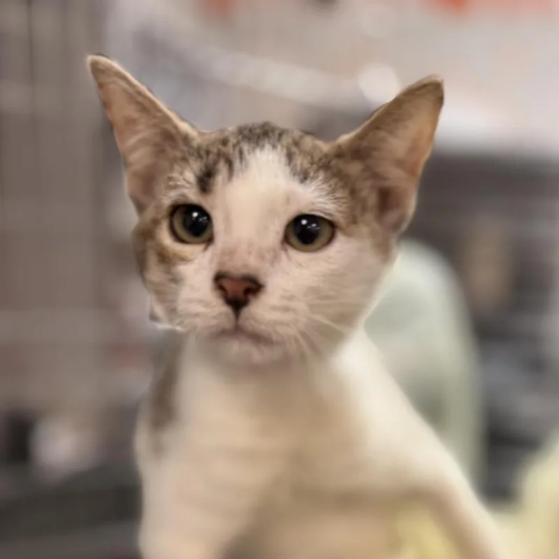 A baby small-sized male Brown / Chocolate Domestic Short Hair cat named Anchovy for adoption in Houston, TX