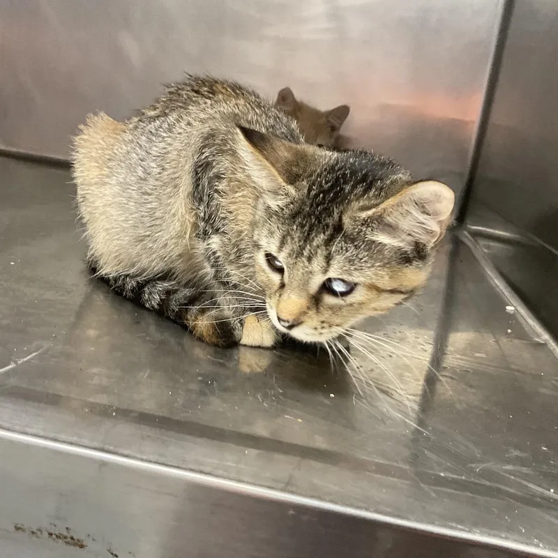 A baby small-sized female Gray / Blue / Silver Domestic Short Hair cat named Maura Isles for adoption in St Joseph, MO
