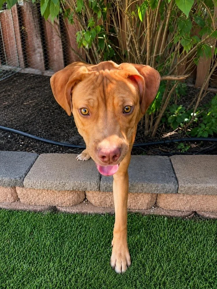 A baby medium-sized female Tricolor (Brown, Black, & White) Labrador Retriever dog named Olive Oil for adoption in Colorado Springs, CO