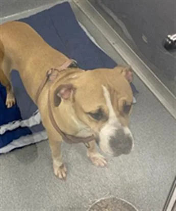 An adult medium-sized female Pit Bull Terrier dog named Papaya for adoption in Indianapolis, IN