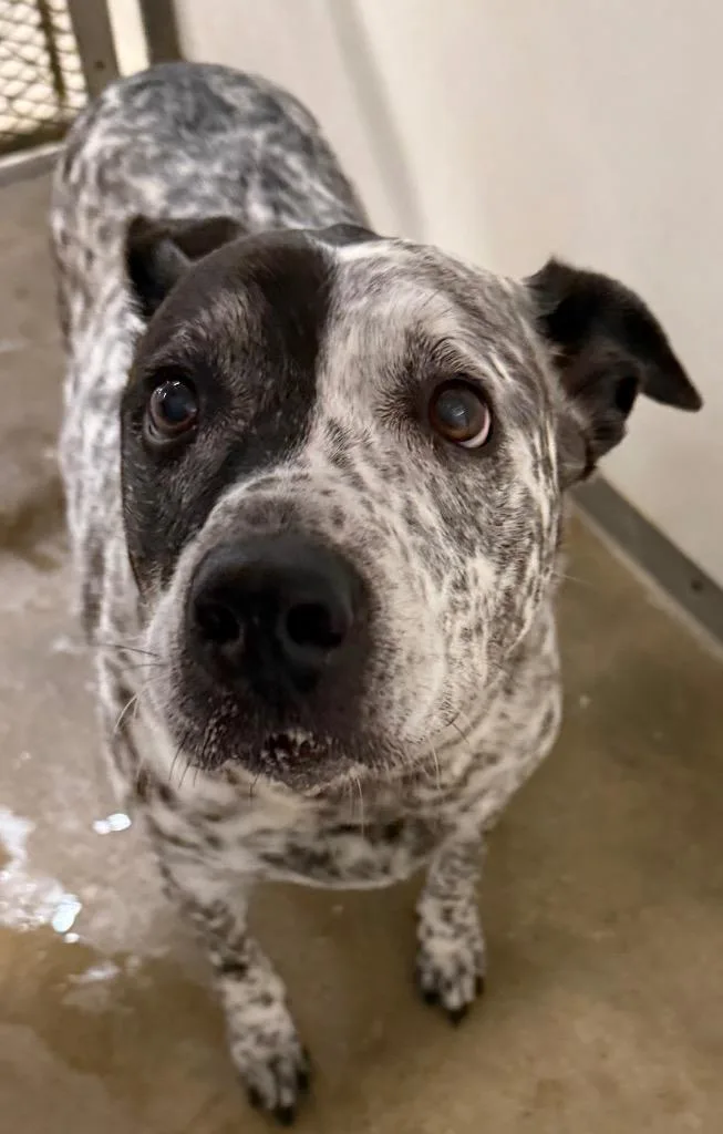 A senior medium-sized female Australian Cattle Dog / Blue Heeler dog named Lita for adoption in Belton, TX
