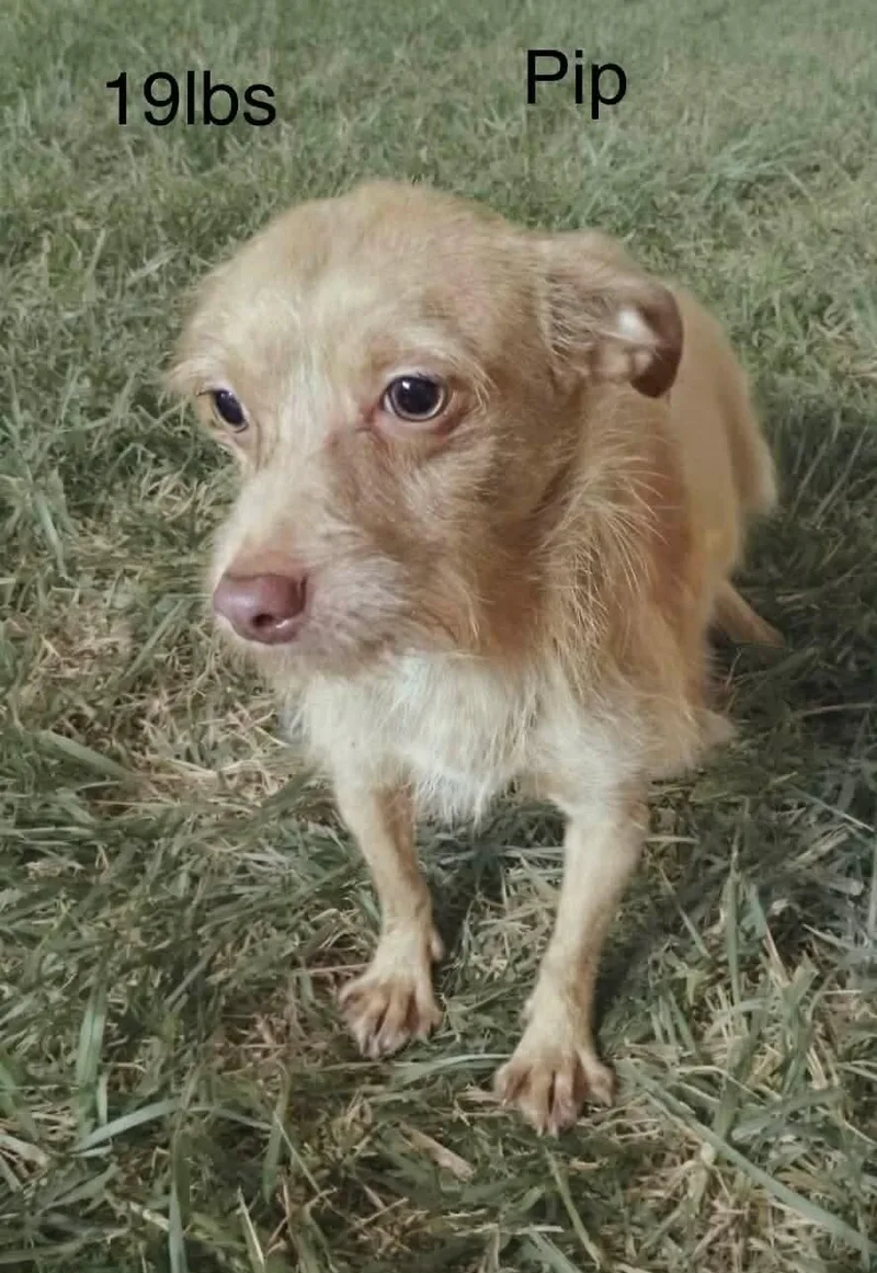 Pip