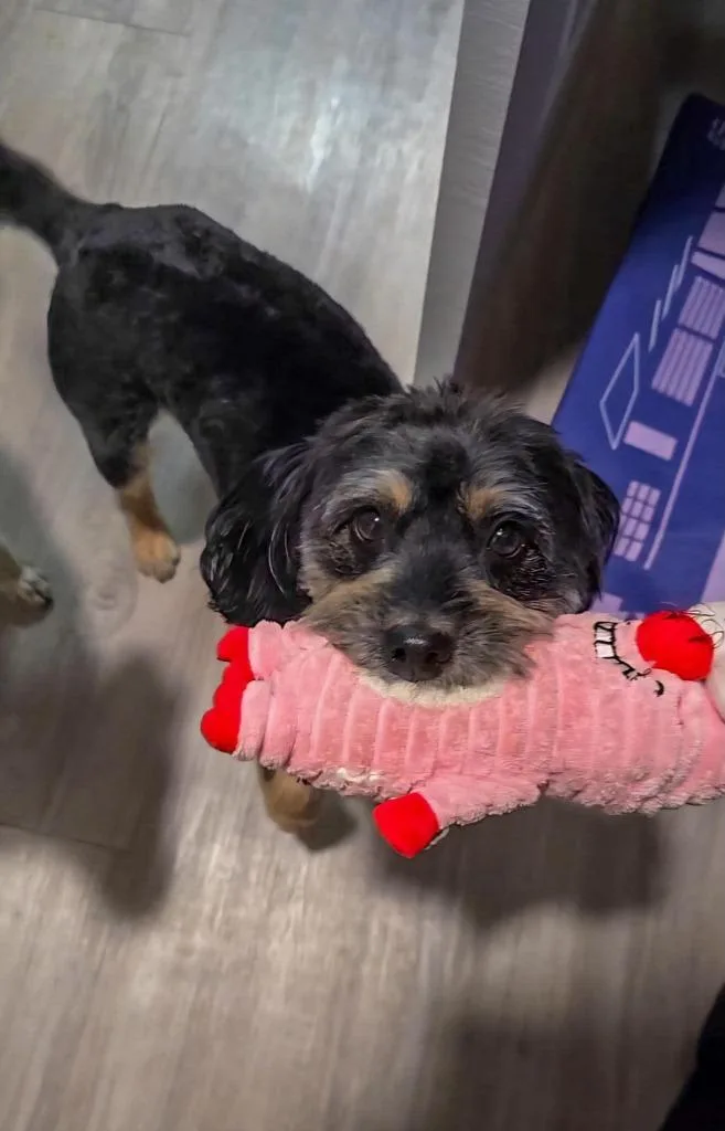 Oakie thumbnail 6