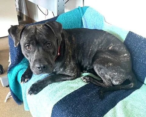A young small-sized female Staffordshire Bull Terrier dog named Tricks for adoption in Derwood, MD