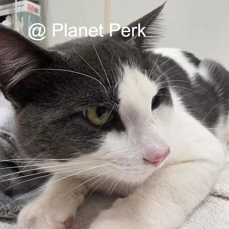 An adult medium-sized male Domestic Short Hair cat named Hubert for adoption in Oshkosh, WI