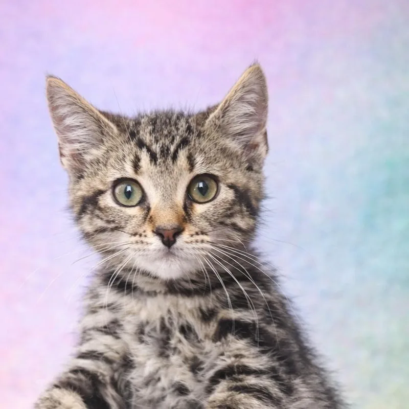 A baby small-sized female Brown / Chocolate Domestic Short Hair cat named Jane for adoption in Pasadena , MD