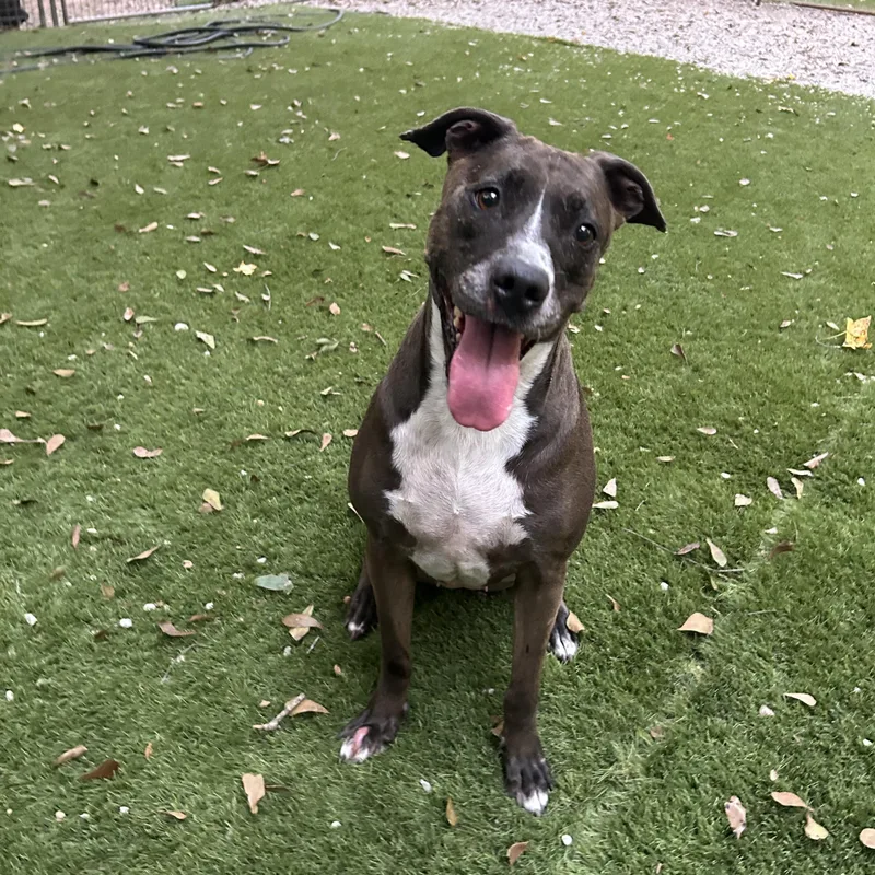 An adult medium-sized female Gray / Blue / Silver Staffordshire Bull Terrier dog named Juniper for adoption in Magnolia, TX