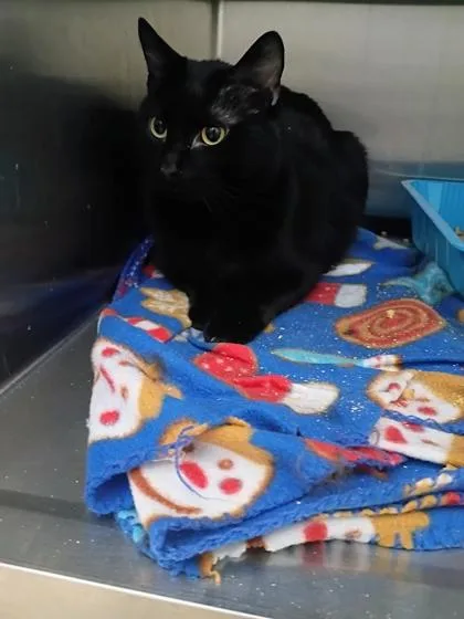 An adult small-sized male Domestic Short Hair cat named Poe for adoption in Beatrice, NE