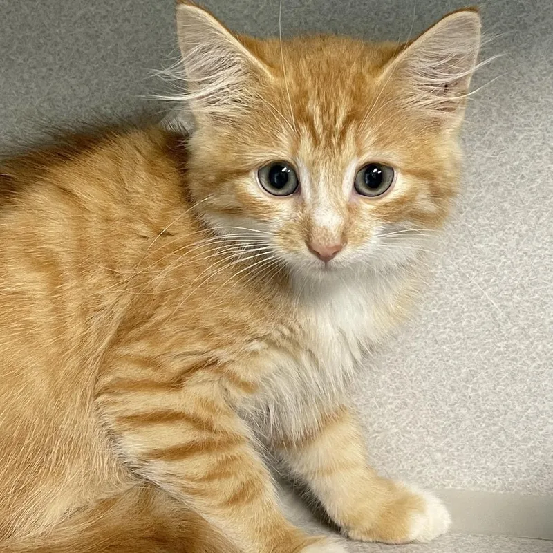 A baby small-sized male Orange / Red Domestic Short Hair cat named Squilliam for adoption in Newark, NJ