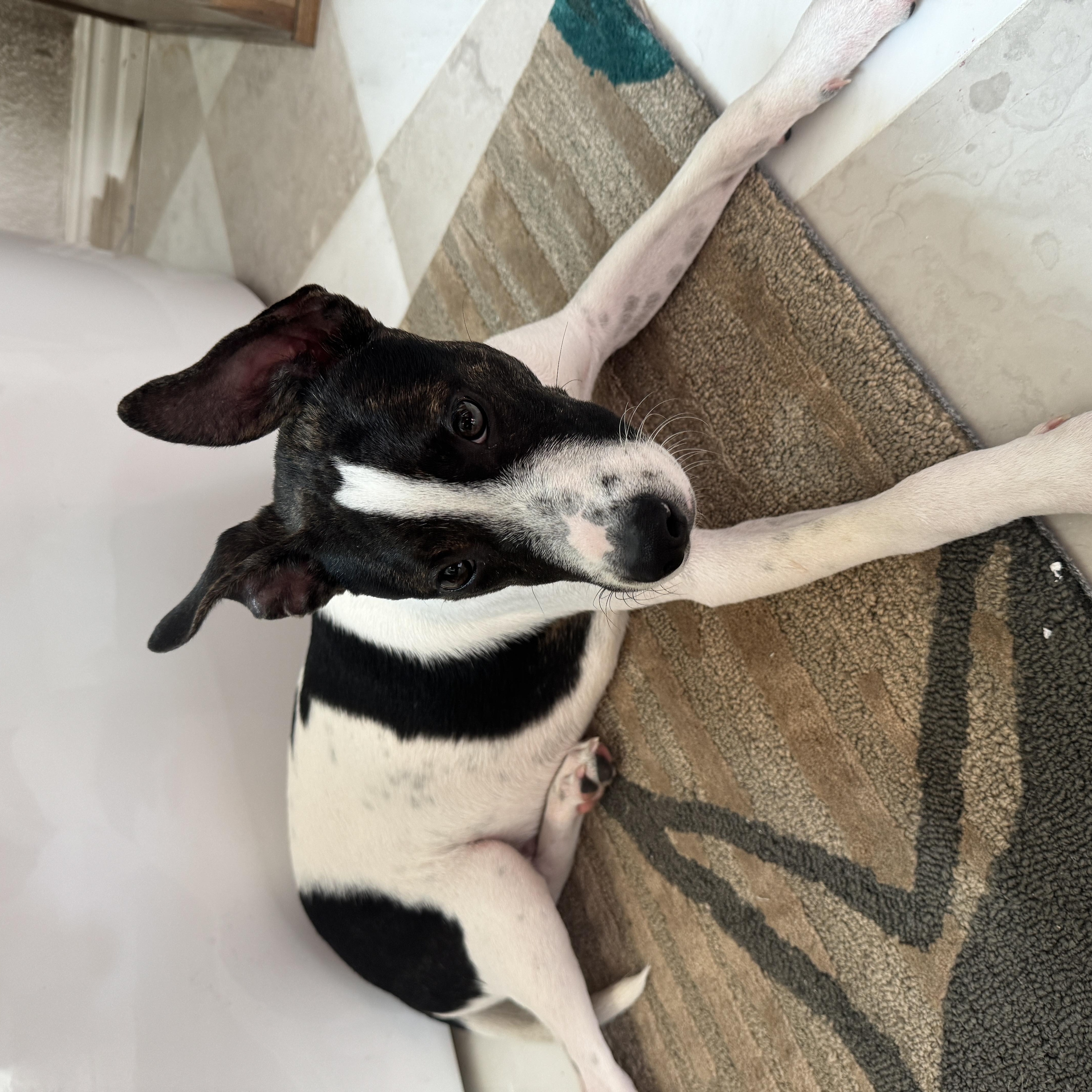 A baby medium-sized male White / Cream Pointer dog named Skippy for adoption in Dallas, TX