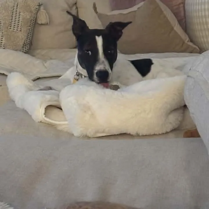 Skippy thumbnail 5
