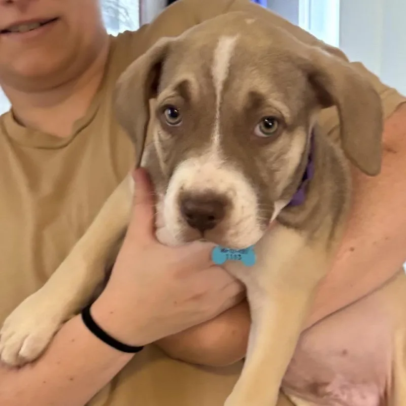A baby small-sized male Brown / Chocolate Mixed Breed dog named Kingsley for adoption in Owosso, MI