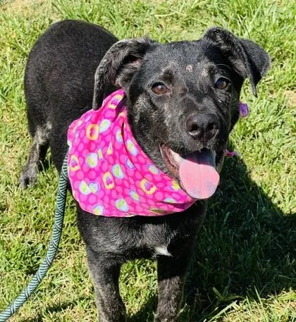 A baby medium-sized female Labrador Retriever dog named Pringle $ for adoption in Seneca, SC