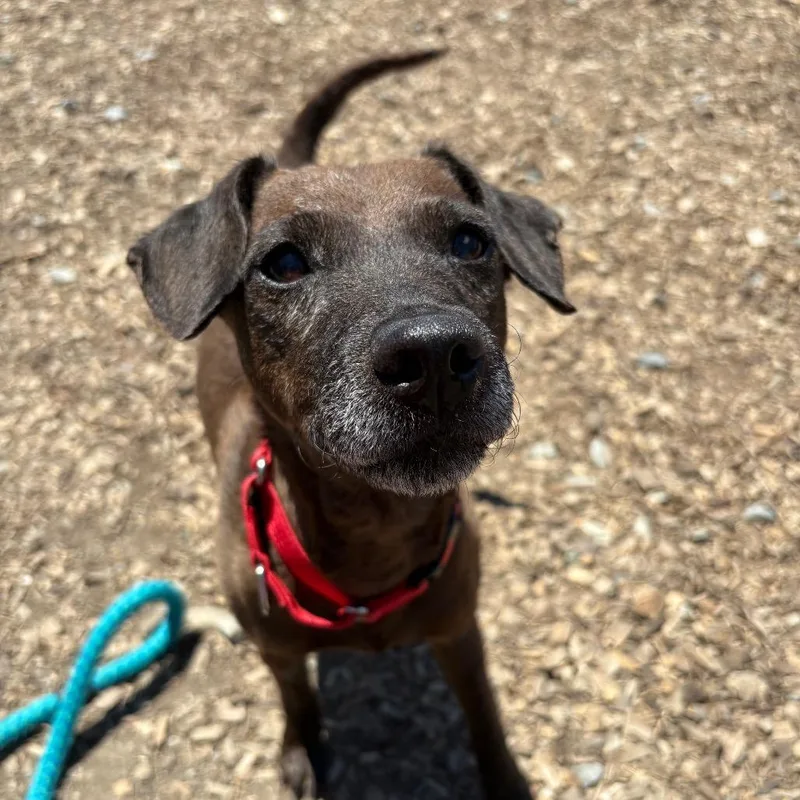 A senior small-sized female Black Mixed Breed dog named Gertie for adoption in Wappingers Falls, NY