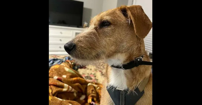 An adult medium-sized female Yellow / Tan / Blond / Fawn Terrier dog named Belle for adoption in Dallas, TX